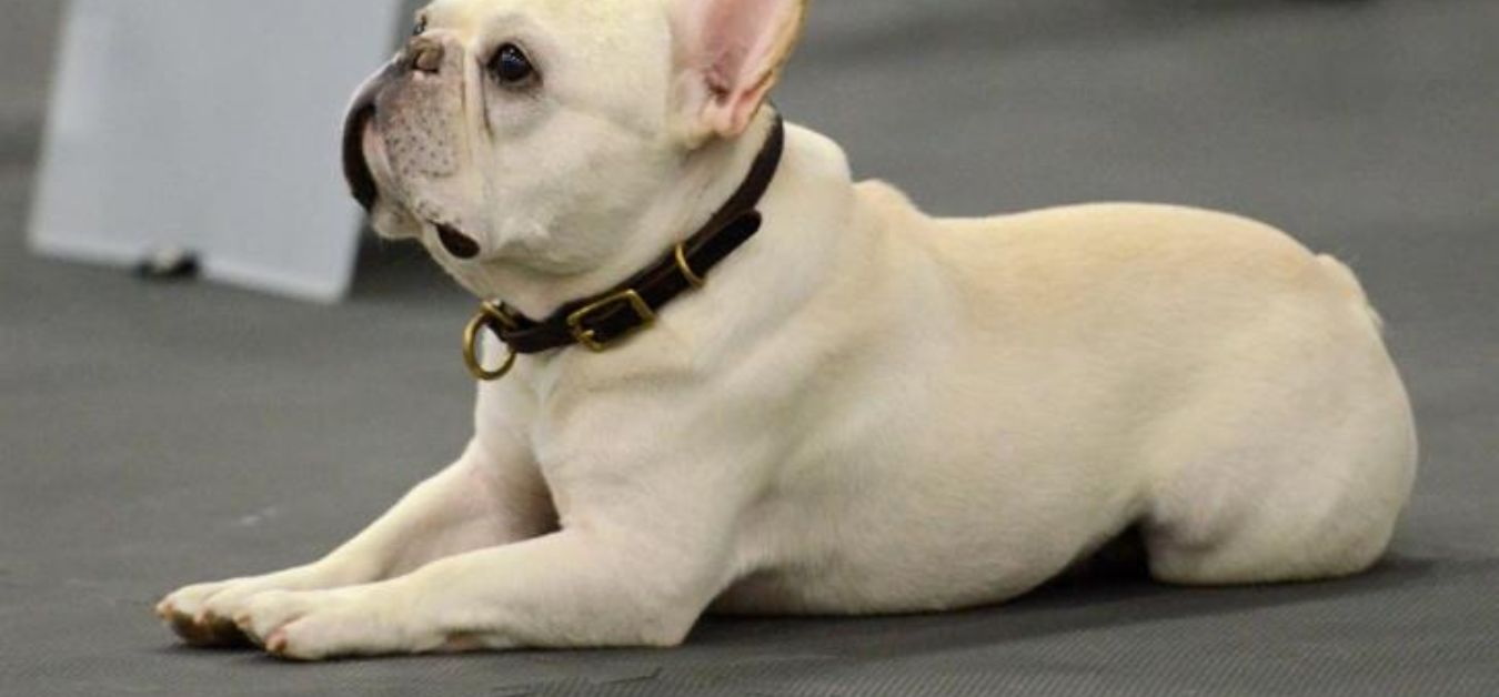 An Oregon Family's Dog Died On An Alaska Airlines Flight